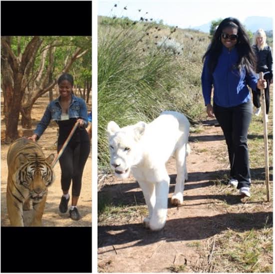 From walking a tiger in Thailand to a white lion in Cape Town!